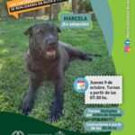 OTRO JUEVES DE CASTRACIONES GRATUITAS