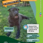 LAS CASTRACIONES GRATUITAS LLEGAN A VIÑA